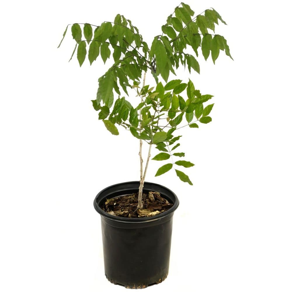 1 gal. Pink Wisteria Plant with Pink Flowers - Hercitys