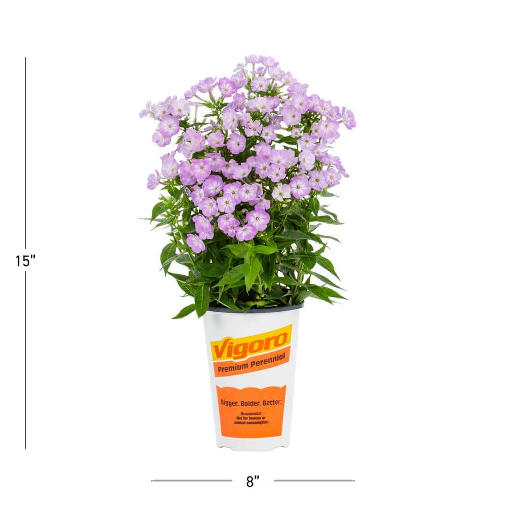 2 Qt. Phlox Paniculata ‘Flame Pro Purple’ Purple Perennial Plant (3-Pack) - Hercitys