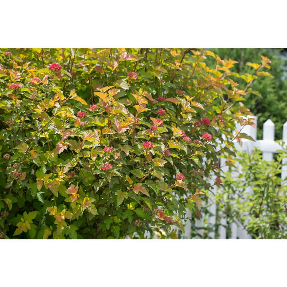 2 Gal. Amber Jubilee Ninebark (Physocarpus) Live Shrub with White Flowers - Hercitys