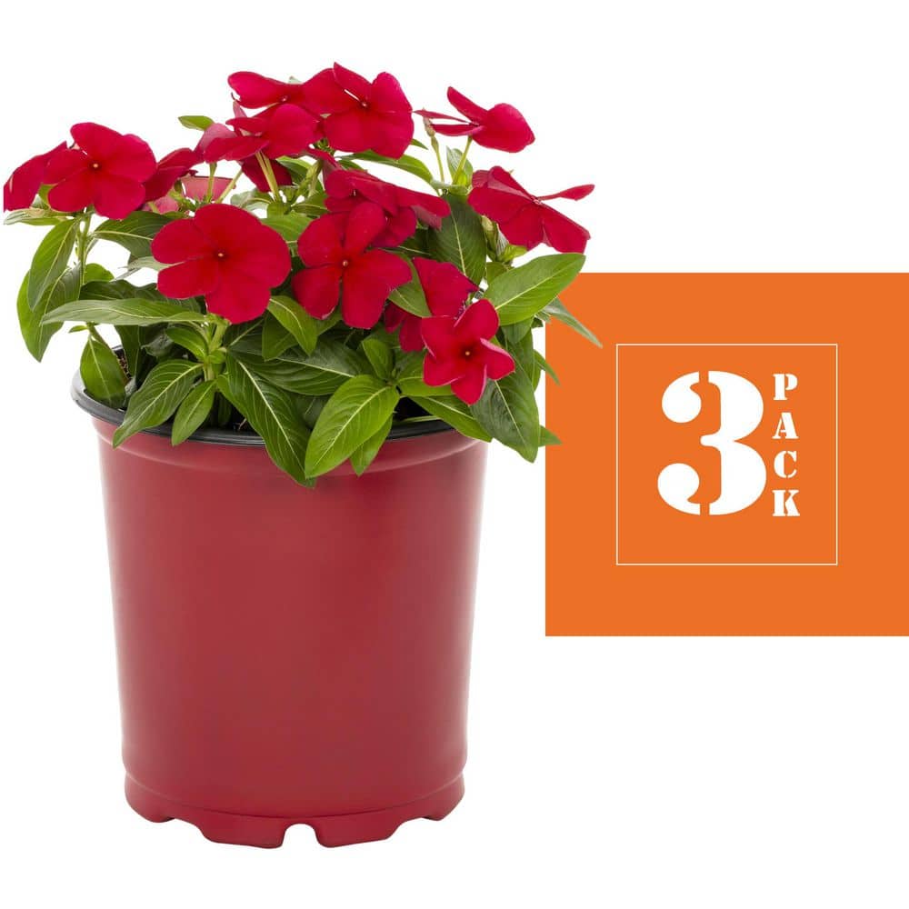 2 qt. Vinca Red Annual Plant (3-Pack) - Hercitys