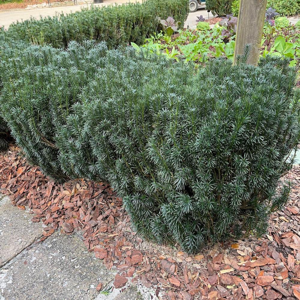 3 Gal. Yew Plum Pine Podocarpus Shrub - Hercitys