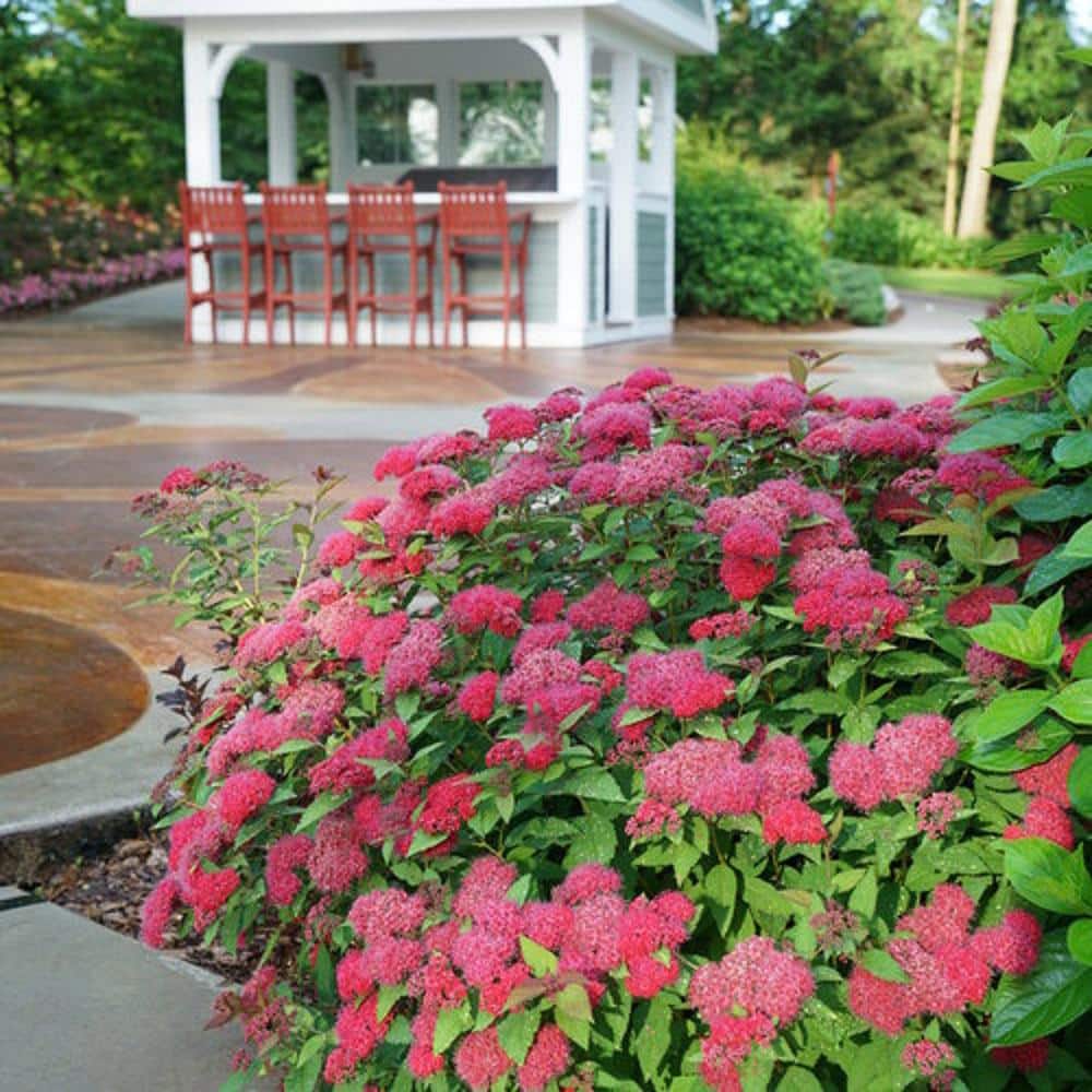 3 Gal. Double Play Doozie Spirea Flowering Live Shrub with Red Flowers - Hercitys