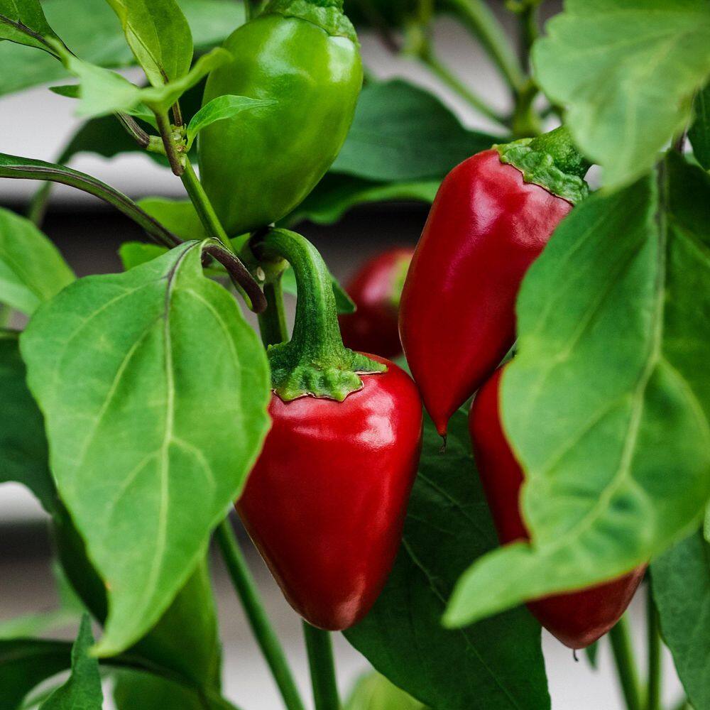 2.5 in. Chile Pepper Early Jalapeno Plant 3-Piece - Hercitys
