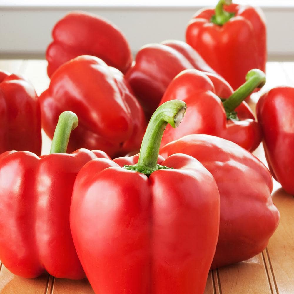 19 oz. Sweet Red Bell Pepper Plant (2-Pack) - Hercitys