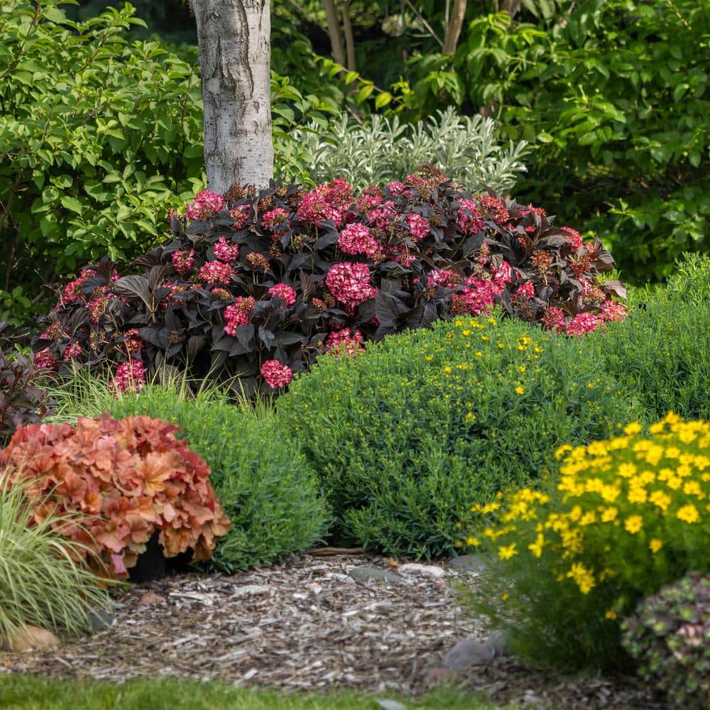 2 Gal. Eclipse Hydrangea Shrub with Cranberry Flowers - Hercitys