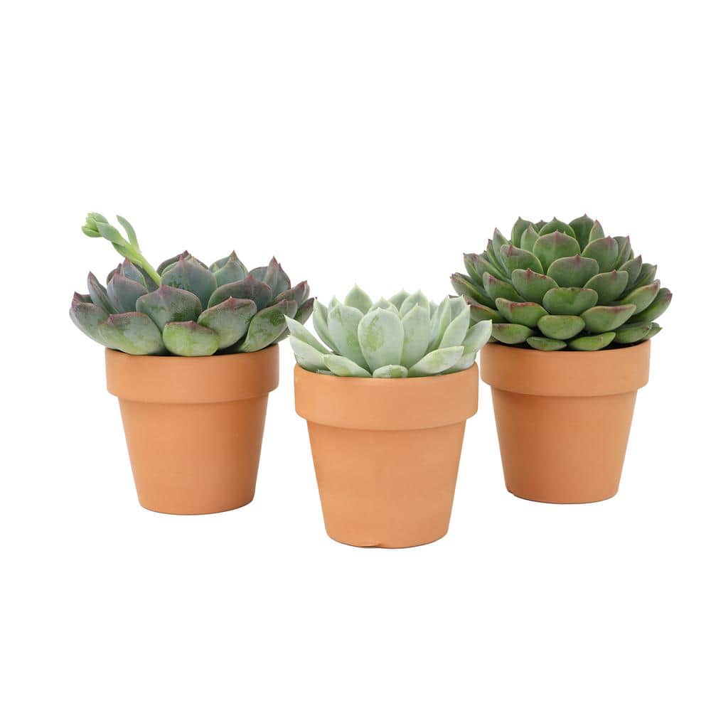 2.5 in. Echeveria Assorted Varieties in Terra Cotta Decco Pots (3-Pack) - Hercitys