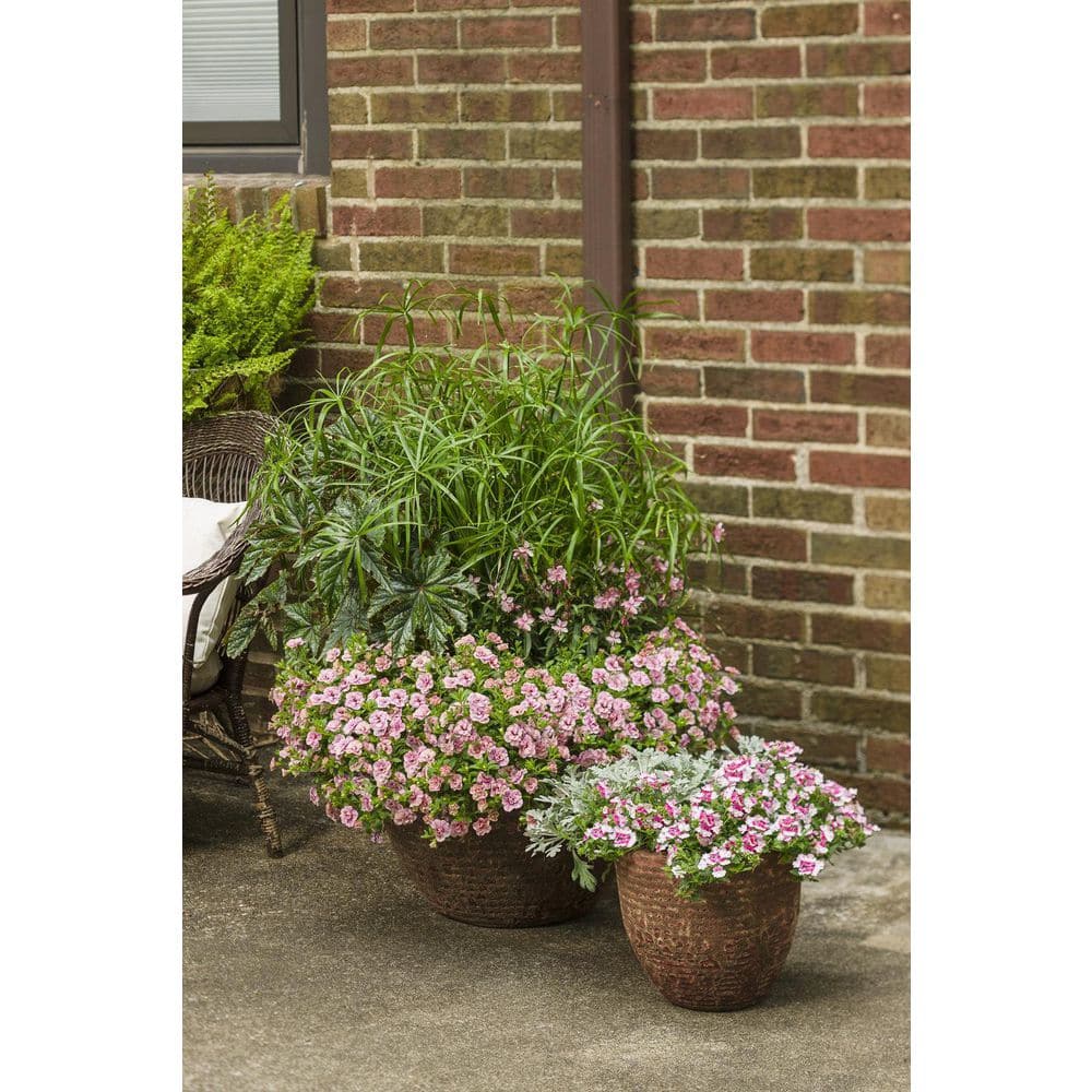 4.25 in. Eco+Grande Superbena Sparkling Rose (Verbena) Live Plants, Pink and Red Flowers (4-Pack) - Hercitys