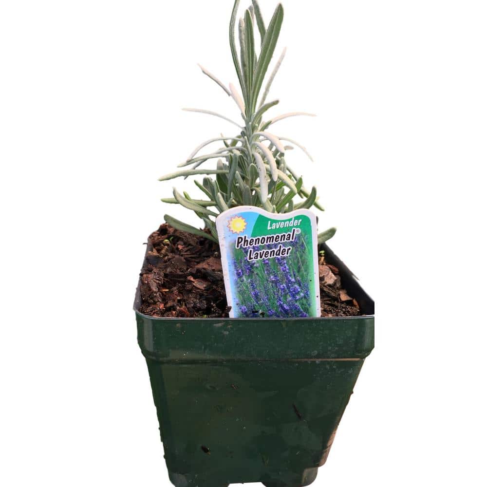 4 in. Pot Phenominal Lavender Plant - Hercitys
