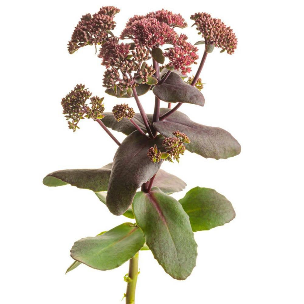 0.65 Gal. Rock N Grow Midnight Velvet Stonecrop (Sedum Hybrid) Live Perennial Plant with Red Flowers - Hercitys