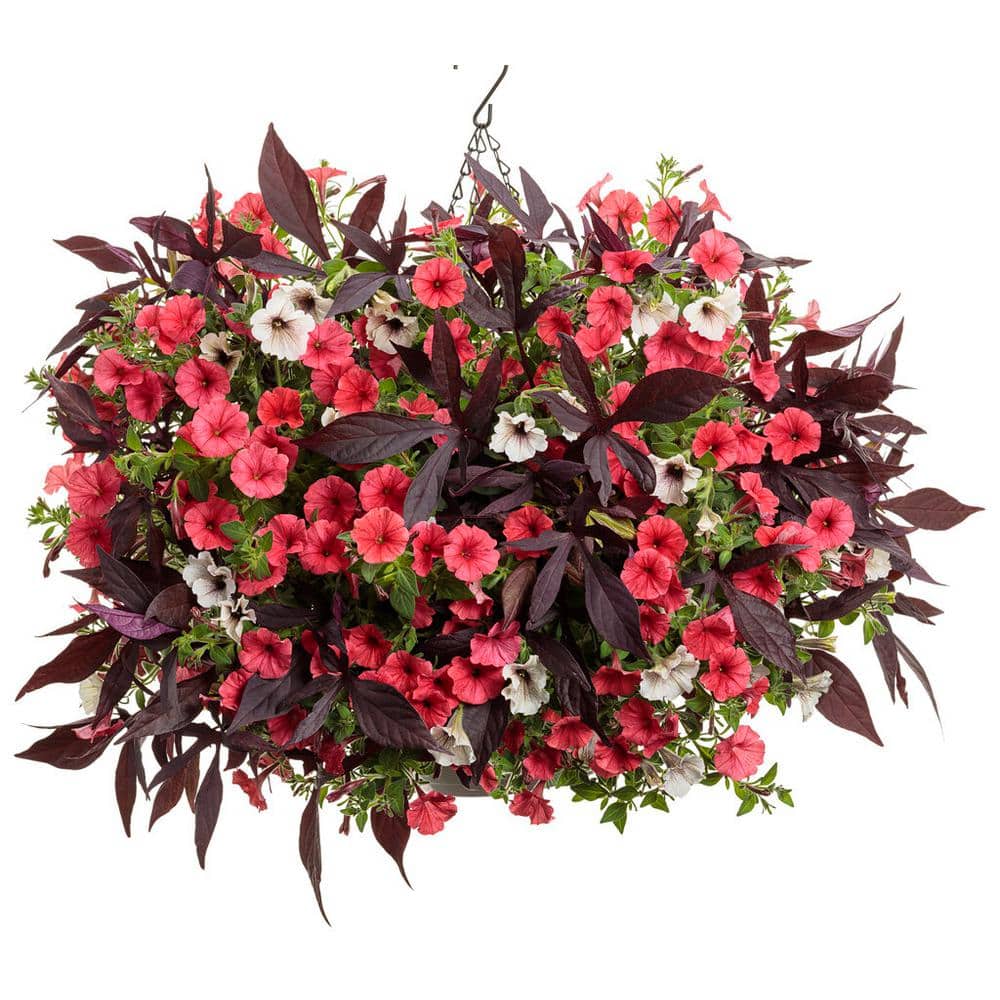 4.25 in. Eco+Grande, Supertunia Mini Vista Scarlet (Petunia hybrid), Live Plant, Red Flowers (4-Pack) - Hercitys