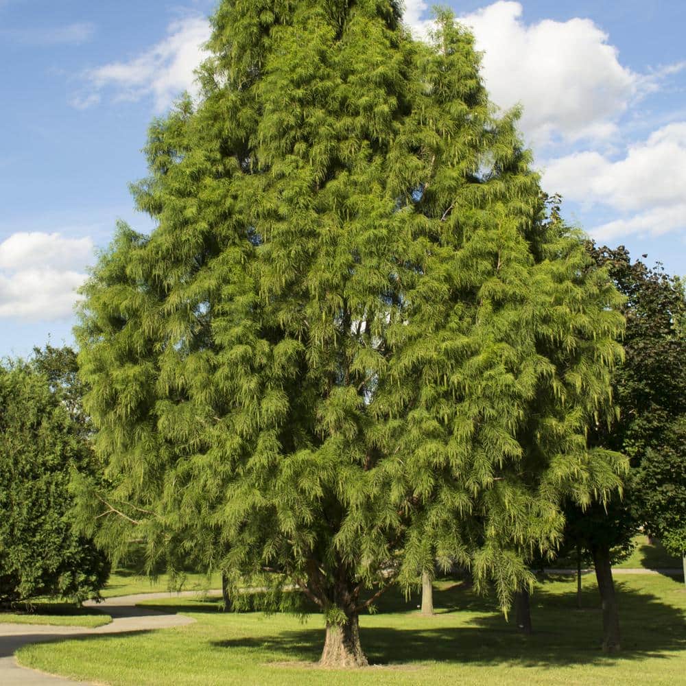 2.25 Gal. Deciduous Bald Cypress Tree - Hercitys