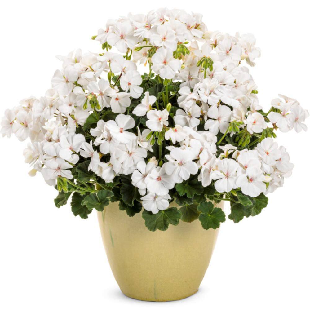 4.25 in. Eco+ Grande Boldly White Geranium (Pelargonium Interspecific) Live Annual Plant with White Flowers 4-Pack - Hercitys