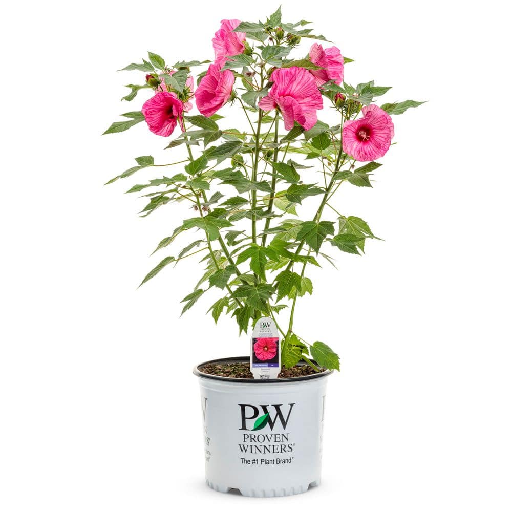 2 Gal. Summerific Evening Rose Rose Mallow (Hibiscus Hybrid) Live Perennial Plant with Pink Flowers - Hercitys