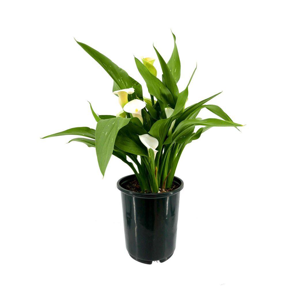2.5 Qt. Perennial Calla Lily White (4-Pack) - Hercitys