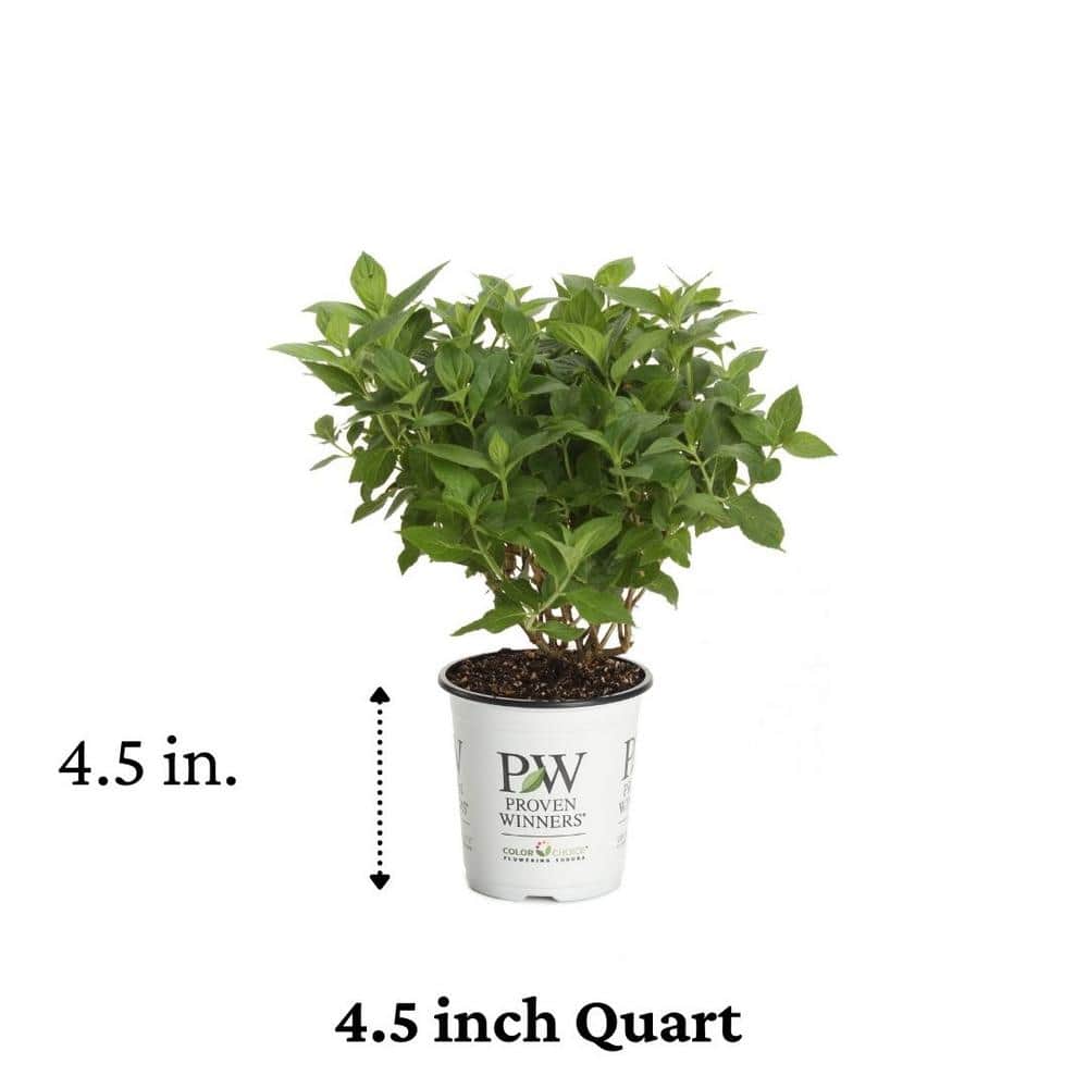 4.5 in. qt. Limelight Hardy Hydrangea (Paniculata) Live Shrub, Green to Pink Flowers - Hercitys