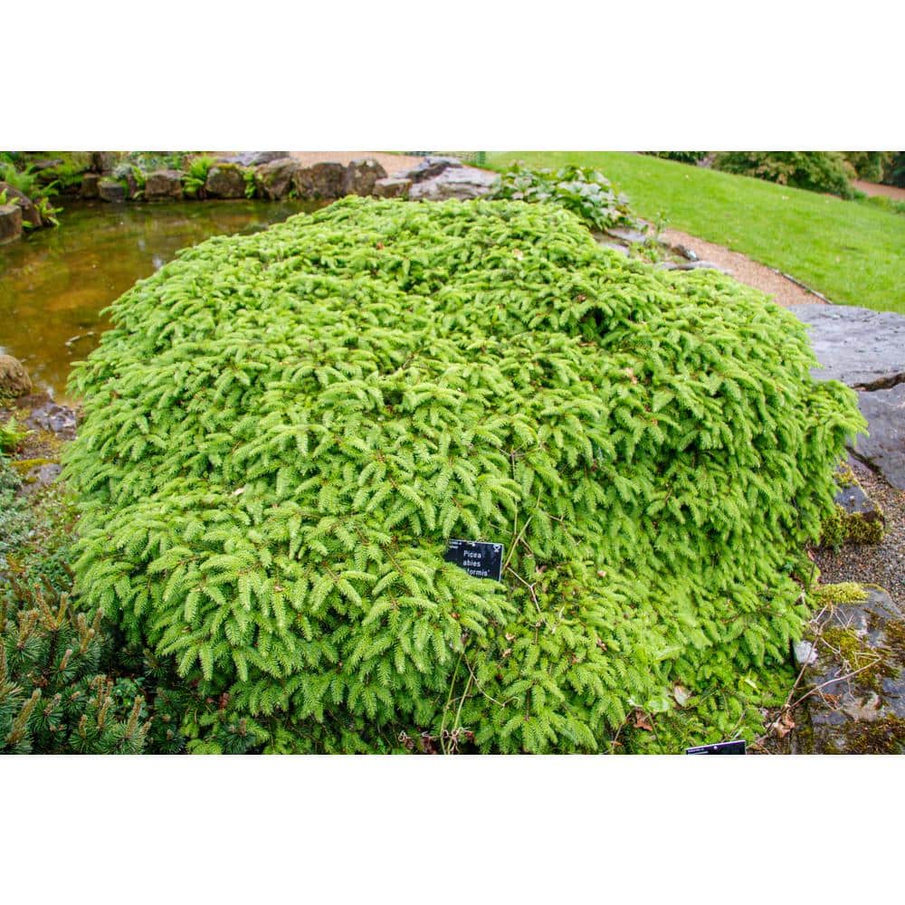 3 Gal. Pot, Bird’s Nest Spruce Evergreen Shrub (1-Pack) - Hercitys