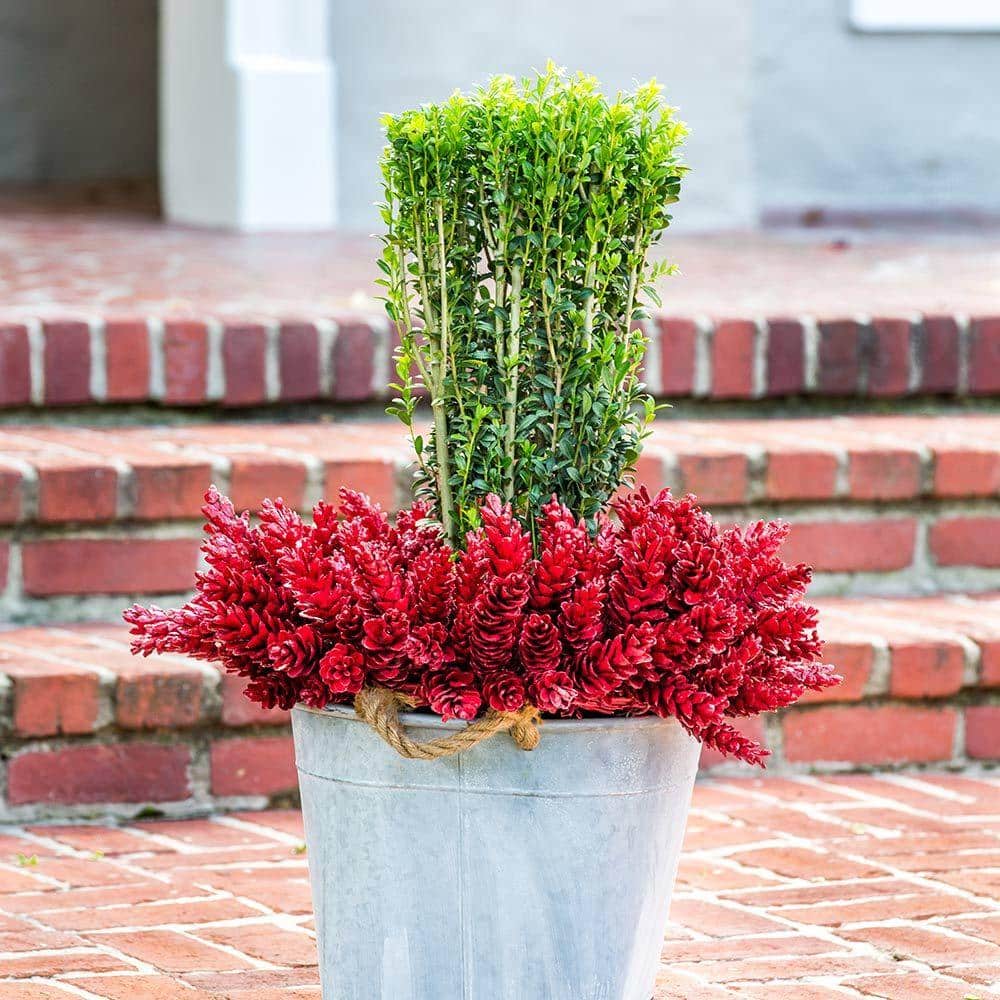 2.5 Gal – Sky Pencil Japanese Holly(Ilex), Live Plant, Upright Growth Habit - Hercitys