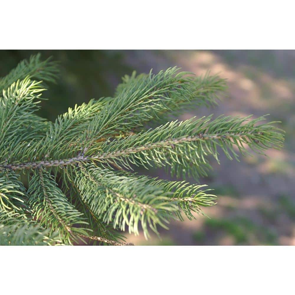 1 Gal. Dwarf Alberta Spruce Shrub Aromatic and Soft Evergreen Foliage, Almost no Maintenance Required - Hercitys