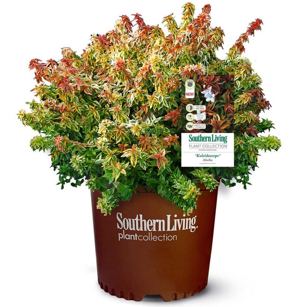 3 gal. Kaleidoscope Abelia with Petite White Blooms and Golden Yellow Variegated Foliage - Hercitys