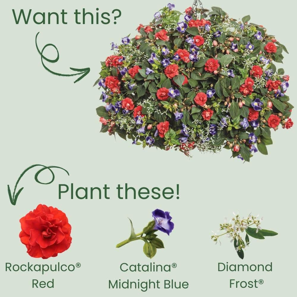 4.25 in. Eco+ Grande Rockapulco Red Double Impatiens (Walleriana) Live Annual Plant with Red Flowers 4-Pack - Hercitys