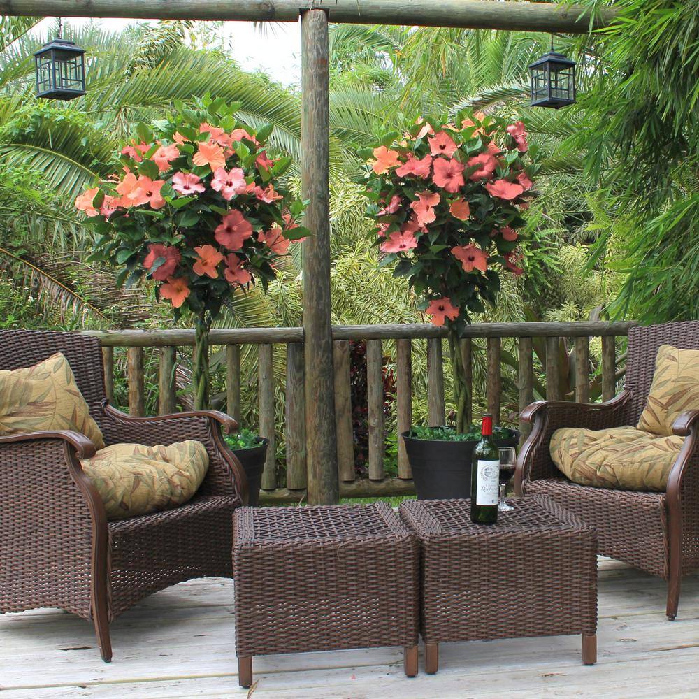 2 gal. Hibiscus Peach Braided Annual Tree Plant with Peach Flowers - Hercitys