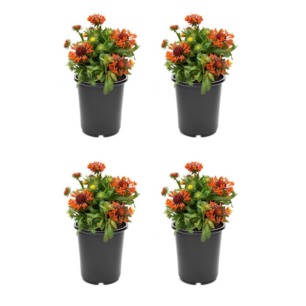 2.5 qt. Gaillardia Perennial Plant with Red Flowers-4 Pack - Hercitys