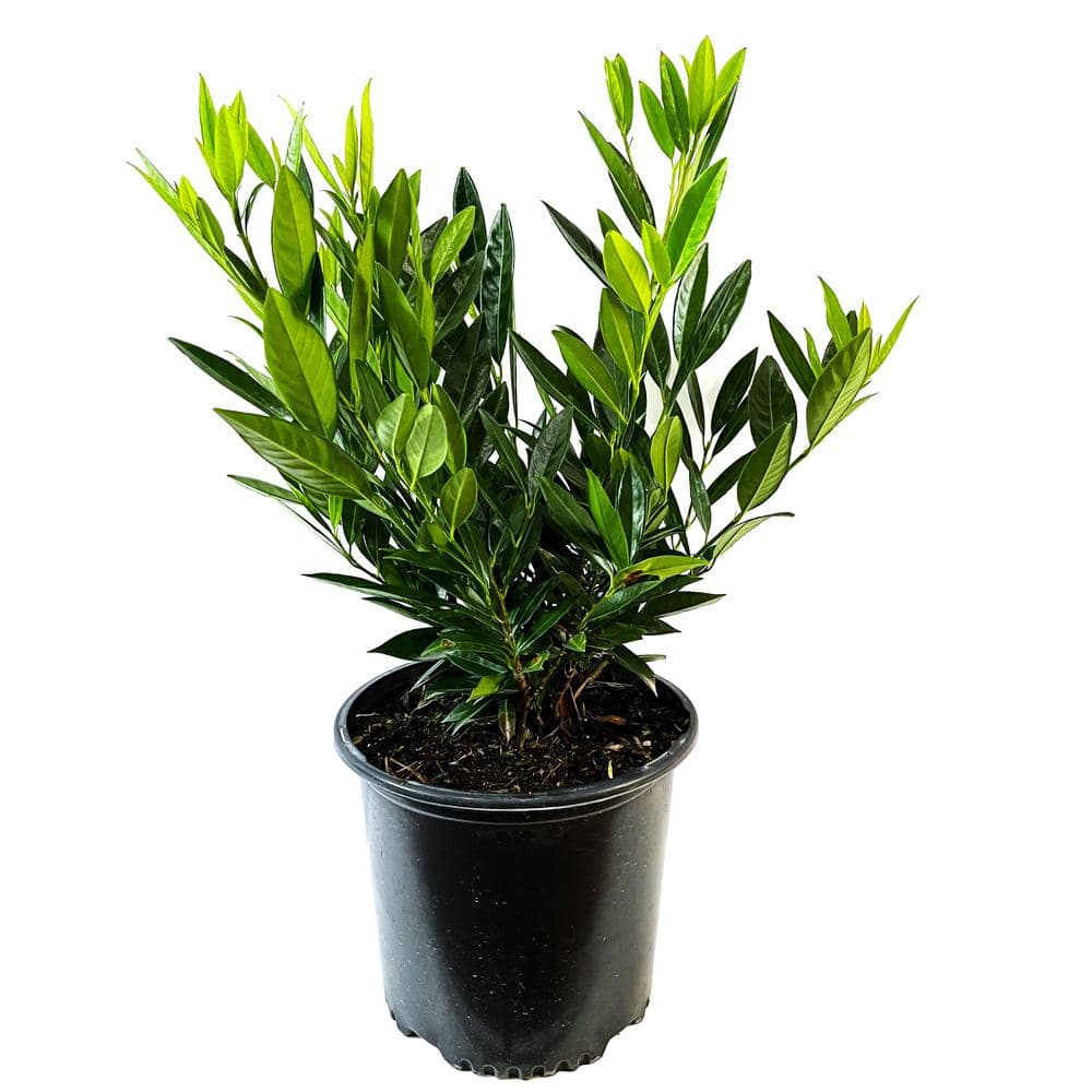 2.25 Gal. Otto Luyken Laurel with Creamy White Flower Spikes - Hercitys