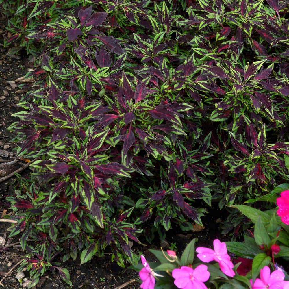 2.5 in. Coleus Flame Thrower Chili Pepper Annual Plant (3-Pack) - Hercitys