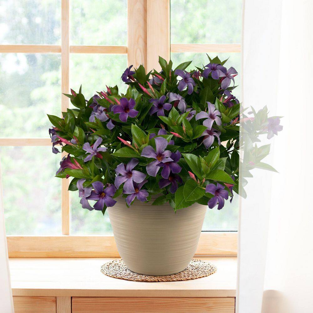 4 in. Mandevilla Plant American Celebration Collection (3-Pack) - Hercitys