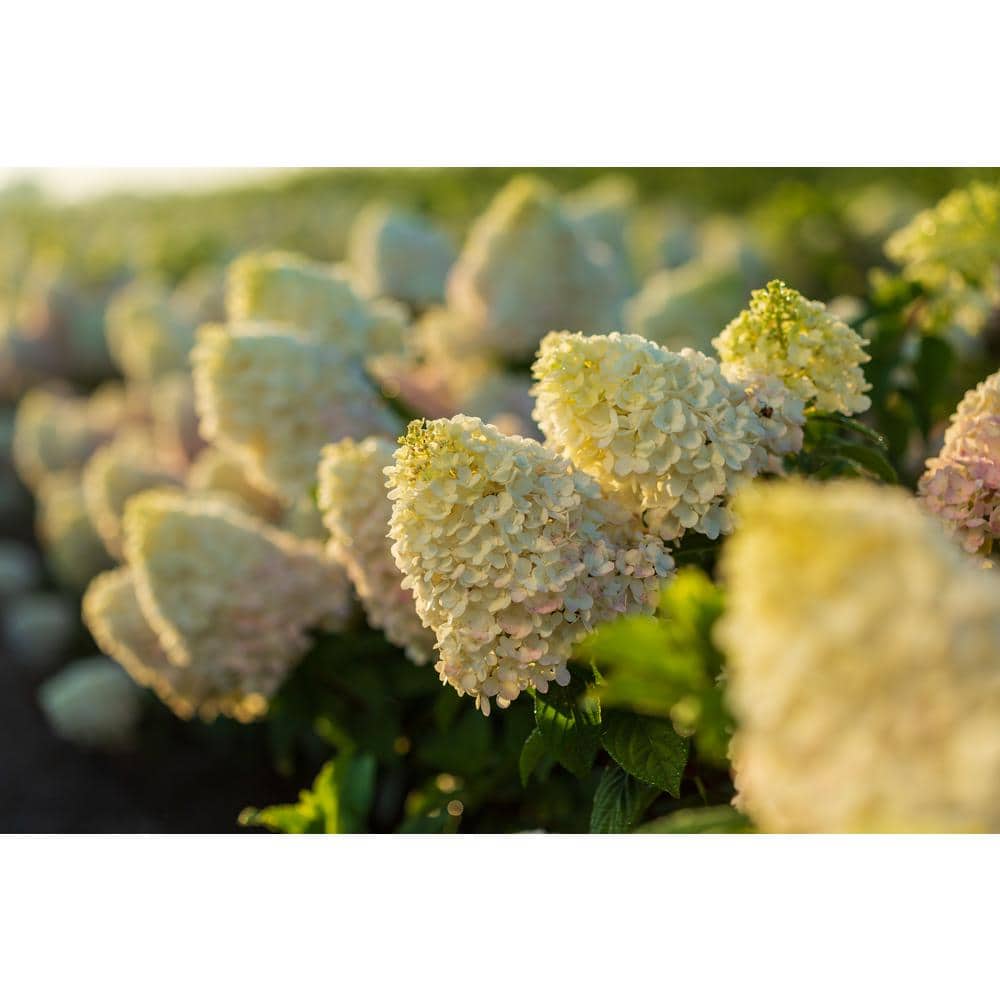 1 Gal. Strawberry Sundae Hydrangea Flowering Shrub with White to Pink Flowers - Hercitys