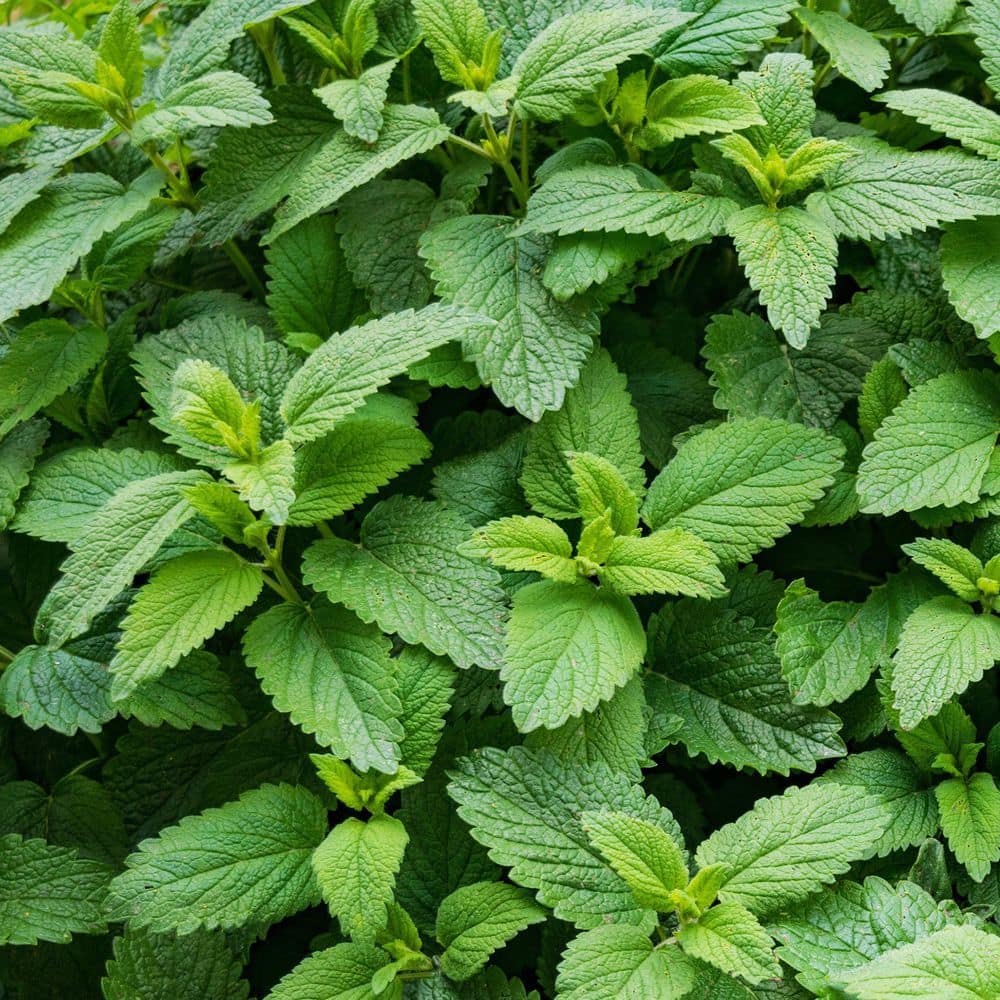 2.5 in. Spearmint Mint Plant (3-Pack) - Hercitys