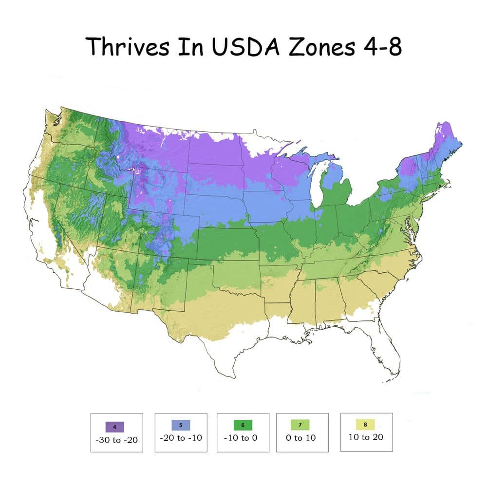 2.5 Qt. Gold Mop False Cypress Shrub with Golden Foliage - Hercitys