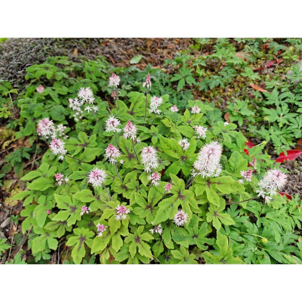 3 Gal. Spring Symphony Tiarella Live Perennial Plant (1-Pack) - Hercitys