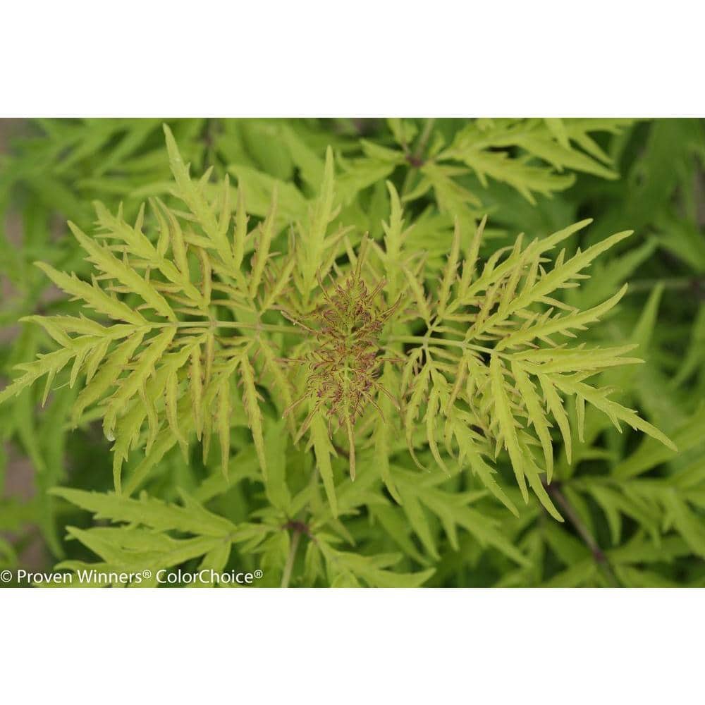 1 Gal. Lemony Lace Elderberry (Sambucus) White Flowers with Yellow and Red Foliage - Hercitys
