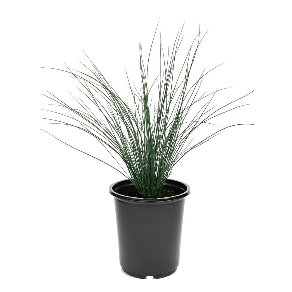2.5 qt. Perennial Grass Juncus Inflexus Blue Dart - Hercitys