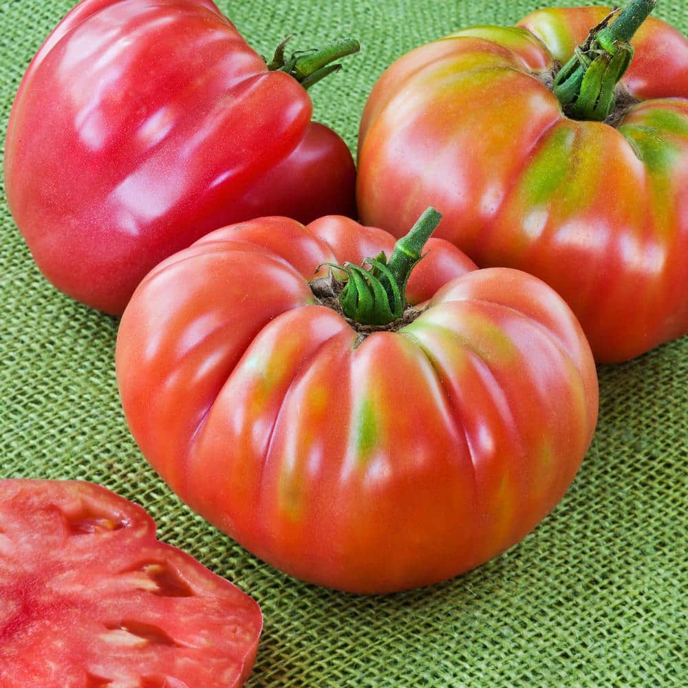 19 oz. German Queen Heirloom Tomato Plant (2-Pack) - Hercitys