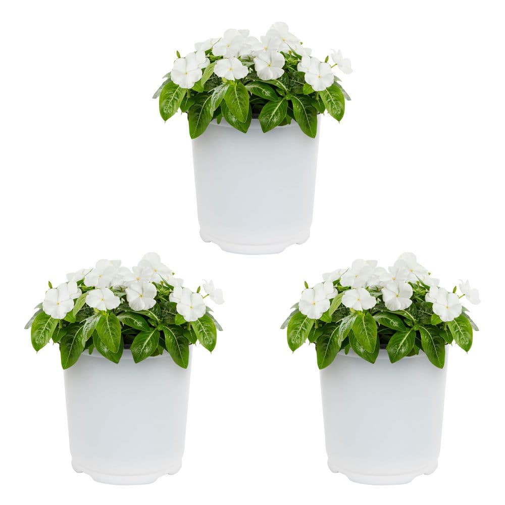 2 qt. Vinca White Annual Plant (3-Pack) - Hercitys