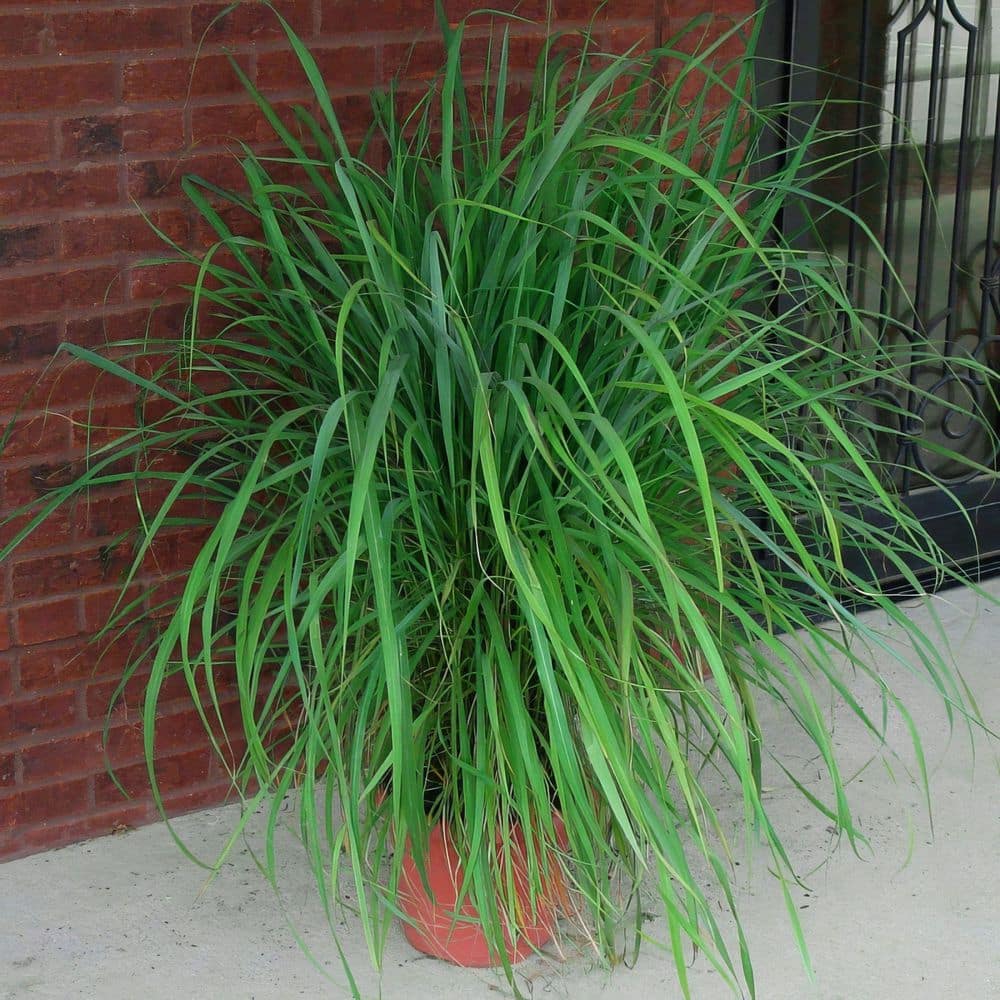 1 gal. Lemongrass Plant - Hercitys