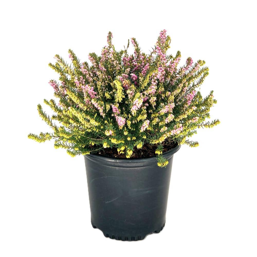 1.5 Gal. Mediterranean Pink Heather Live Shrub with Pink Flowers - Hercitys