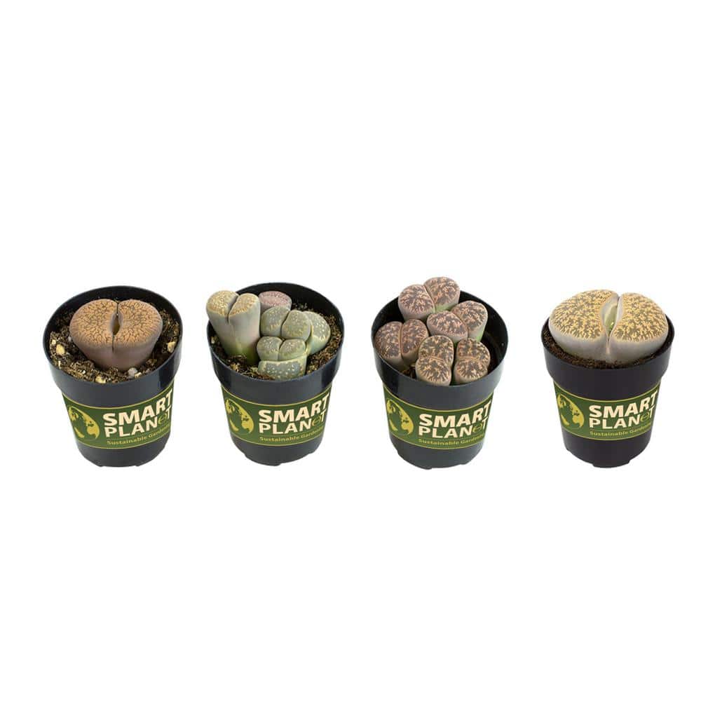 2.5 in. Lithops Plant Collection (4-Pack) - Hercitys