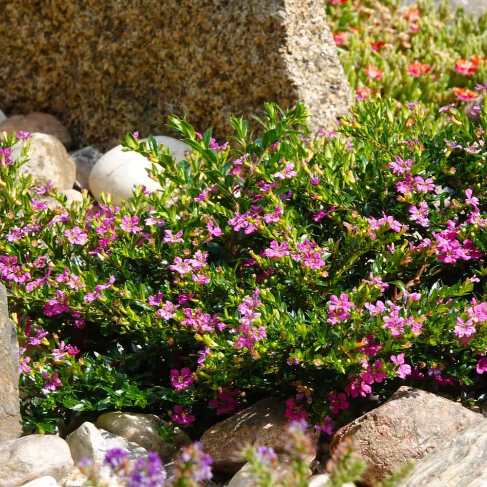 2.5 in. Cuphea Enchantia Lavender Perennial Plant with Purple Flowers (3-Pack) - Hercitys