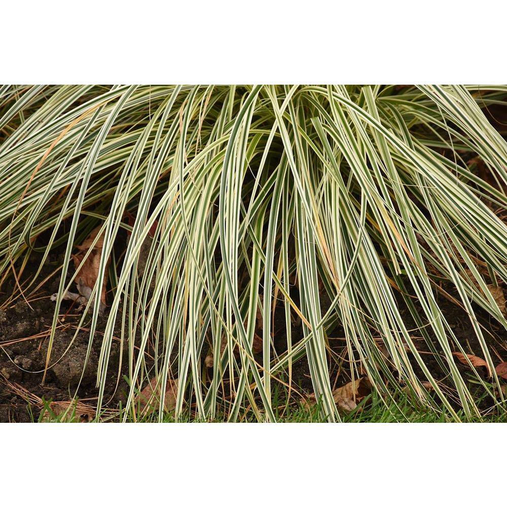 2.5 qt. Grass Carex Oshimensis Feather Falls Perennial (4-Pack) - Hercitys