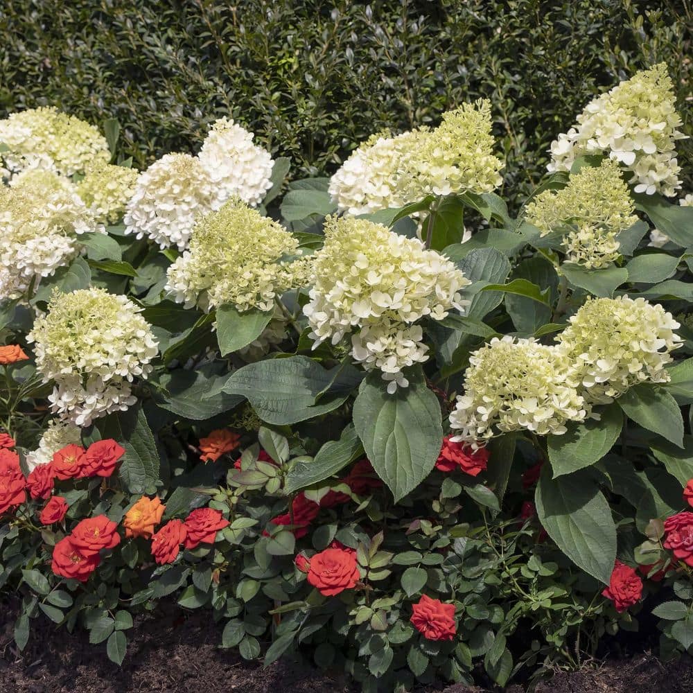 1 gal. Hydrangea Sweet Starlight Shrub with White and Pink Flowers - Hercitys