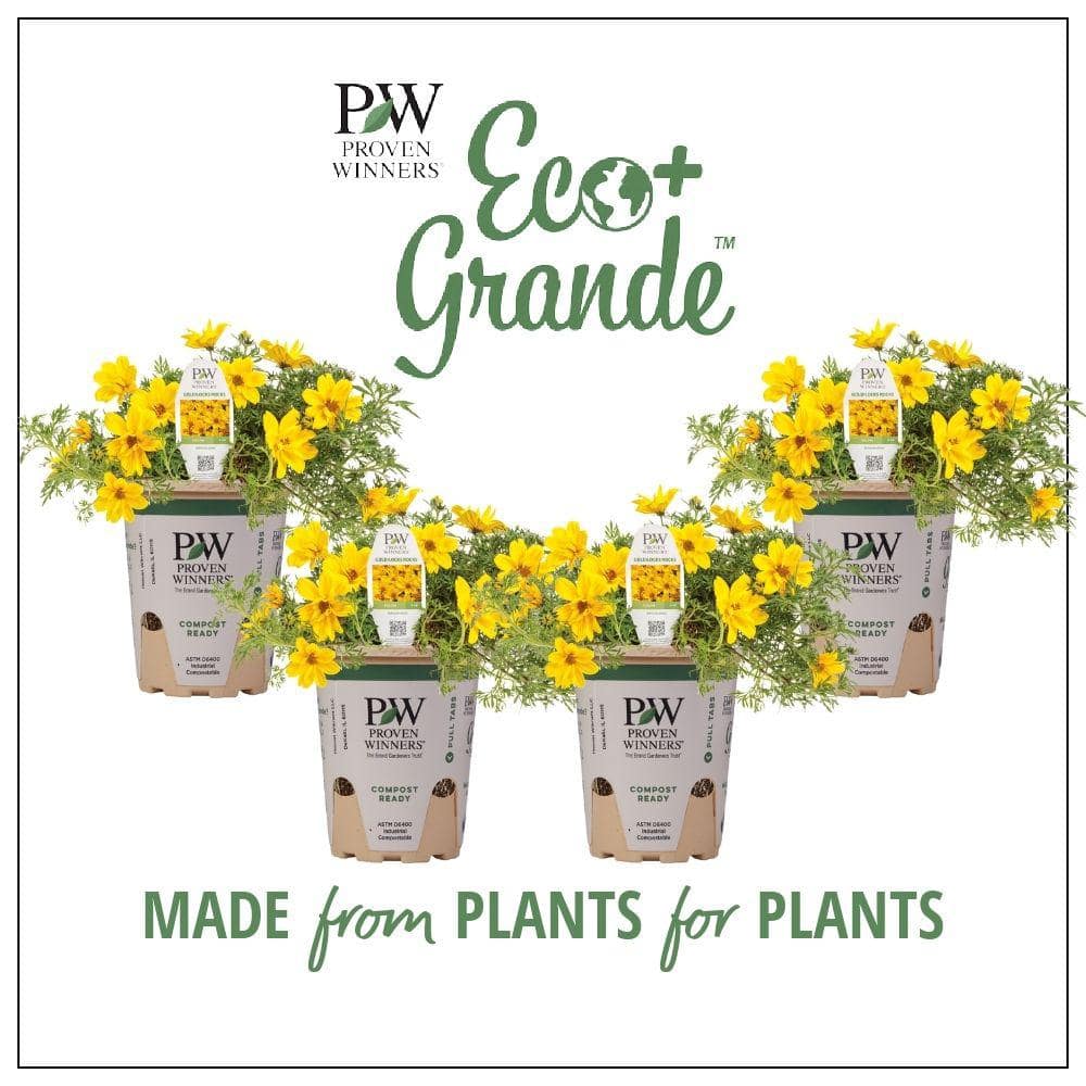 4.25 in. Eco+Grande Goldilocks Rocks (Bidens) Live Plant, Yellow Flowers (4-Pack) - Hercitys