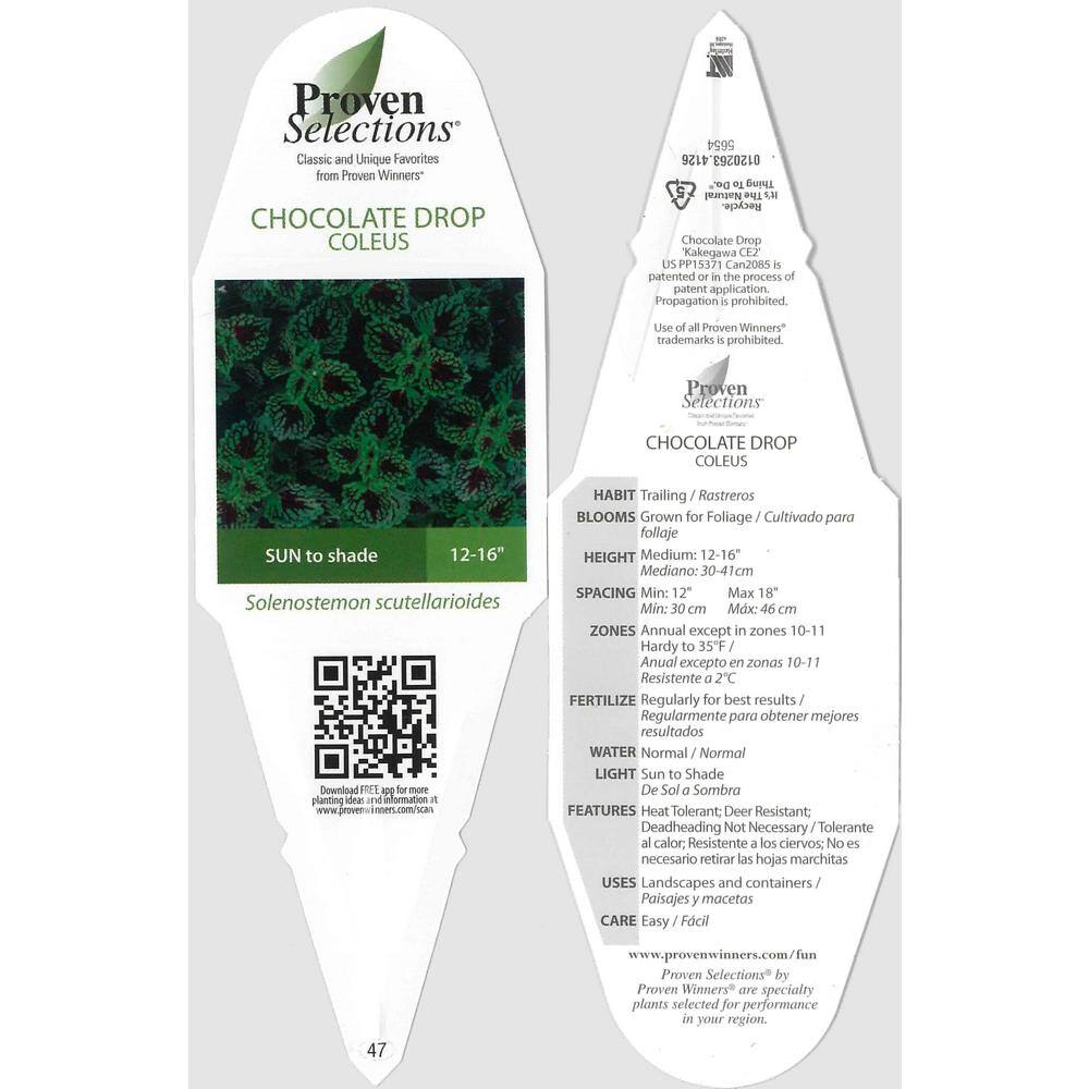 4.25 in. Eco+Grande Proven Selections Chocolate Drop Coleus (Solenostemon) Live Plant, Green and Crimson Foliage 4-Pack - Hercitys