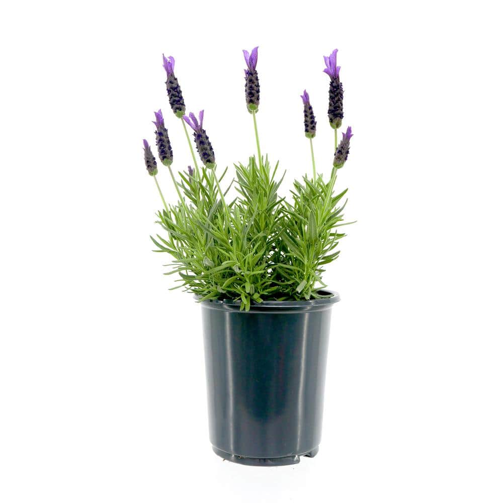 2.5 Qt. Spanish Purple Perennial Lavender Stoechas - Hercitys
