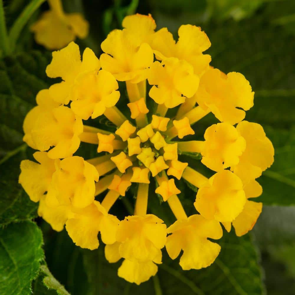 1.5 Pt. Yellow Lantana Annual Plant (5-Pack) - Hercitys