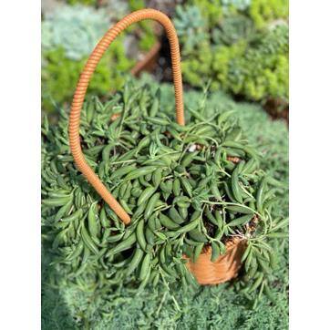 5 in. Senecio Radicans – String of Bananas with White Flowers, Succulent Plants in Grower Hanging Pot - Hercitys