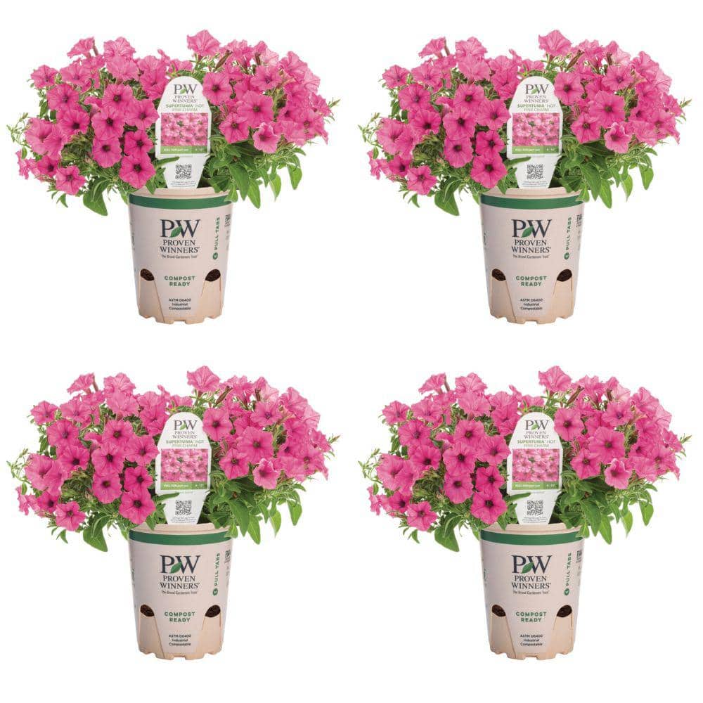 4.25 in. Eco Plus Grande, Supertunia Mini Vista Hot Pink (Petunia), Live Annual Plant, with Pink Flowers (4-Pack) - Hercitys