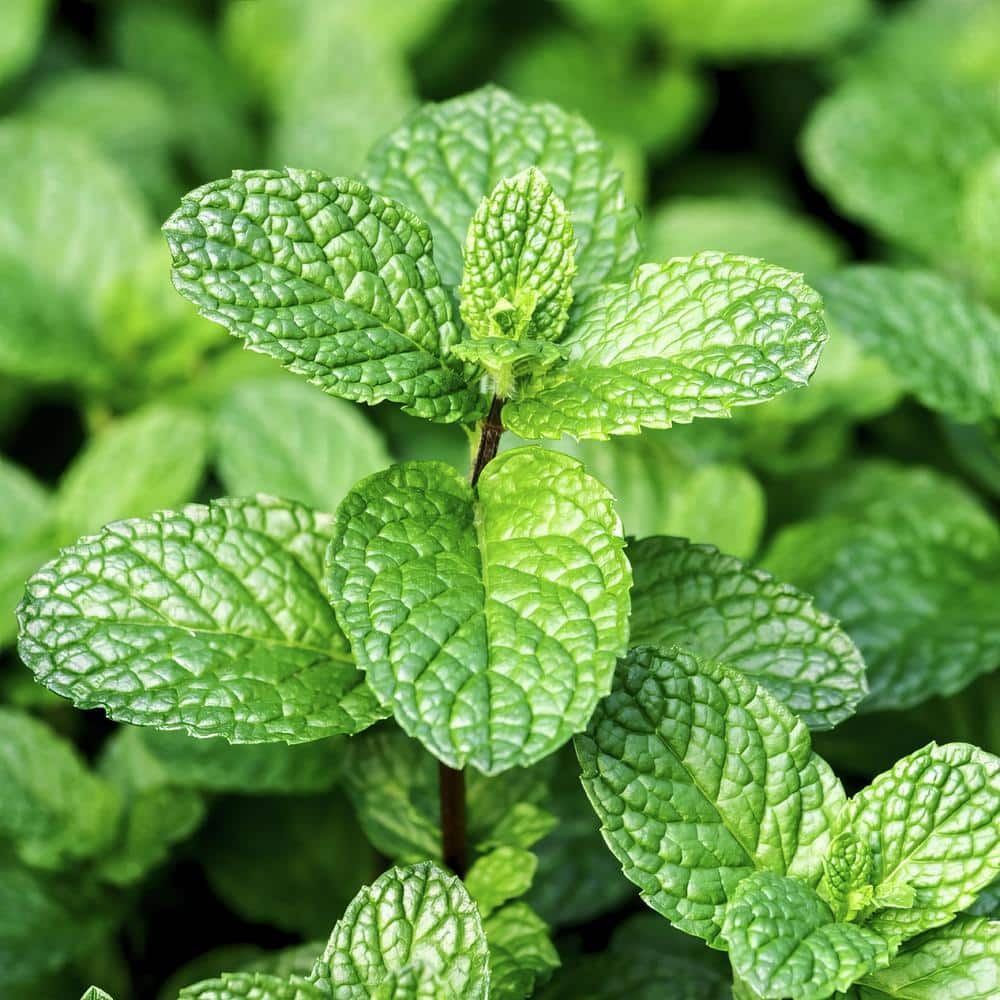 4 in. Peppermint Herb Plant (3-Piece) - Hercitys